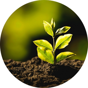 Wachsende neue Pflanze